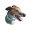 Greyhound, English Greyhound dog digital art illustration isolated on white background. European origin racing, hunting dog. Pet