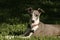 Greyhound in the Grass