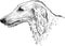 Greyhound head