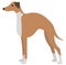 greyhound illustration on white background