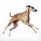 Greyhound in a jump, portrait close-up isolated on white. Brave pet, loyal friend, good companion,