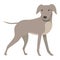 Greyhound kid icon cartoon vector. Animal dog