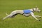 Greyhound lure coursing