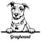 Greyhound Peeking Dog - head isolated on white