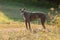 Greyhound posing in nature. Dog stands against the background of autumn