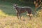 Greyhound posing in nature. Dog stands against the background of autumn