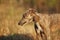 Greyhound posing in nature. Dog stands against the background of autumn