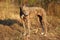 Greyhound posing in nature. Dog stands against the background of autumn