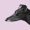 Greyhound Profile Design