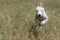 Greyhound puppy running through a field