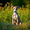 Greyhound puppy sitting on the green meadow in summer green field. Portrait of a cute Greyhound pup sitting on the grass with