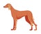 Greyhound Purebred Dog, Pet Animal, Side View Vector Illustration