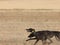 greyhound race fast dog domestic animal field hare hunting