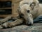 Greyhound resting on carpet