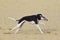 Greyhound running in a beach with a scarf