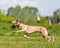 Greyhound running over a field from side.