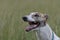 Greyhound`s excited expression as she peeks over long grass