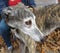 Greyhound\'s Profile