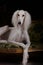 Greyhound saluki dog portrait