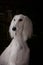 Greyhound saluki dog portrait
