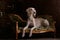 Greyhound saluki in Royal interior