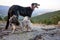 A Greyhound and a Shih Tzu playing over rocks