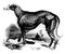 Greyhound vintage illustration