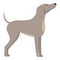 Greyhound waiting food icon cartoon vector. Run animal