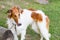 Greyhound white-red dog on the grass in the yard