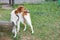 Greyhound white-red dog on the grass in the yard