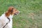 Greyhound white-red dog on the grass in the yard