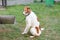 Greyhound white-red dog on the grass in the yard