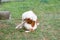 Greyhound white-red dog on the grass in the yard