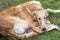 Greyhounds lies on the grass close-up