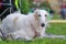 Greyhounds white dog lies on the grass and looks at the camera