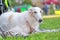 Greyhounds white dog lies on the grass and looks at the camera close-up