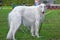 Greyhounds white dog standing on the grass and looking at the ca