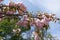 Greyish brown branch of sakura with double pink flowers against the sky