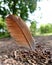 A greyish brown feather lie on ground