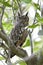 Greyish eagle-owl Bubo cinerascens