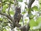 Greyish eagle-owl Bubo cinerascens