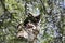 Greyish eagle-owl, Bubo cinerascens, in a tree