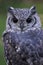 Greyish Eagle Owl or Vermiculated Eagle owl