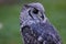 Greyish Eagle Owl or Vermiculated Eagle owl