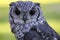 Greyish Eagle Owl or Vermiculated Eagle owl