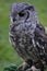 Greyish Eagle Owl or Vermiculated Eagle owl