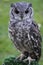 Greyish Eagle Owl or Vermiculated Eagle owl