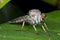 A greyish robber fly with dewdrops