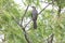 Greykoel - Grey Cuckoo bird