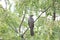 Greykoel - Grey Cuckoo bird